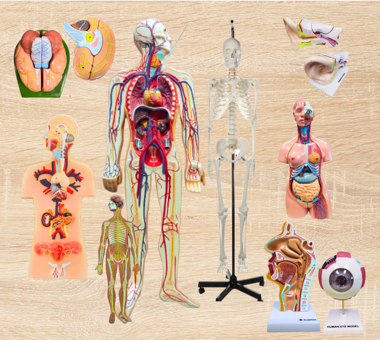 Models: The Human Anatomy
